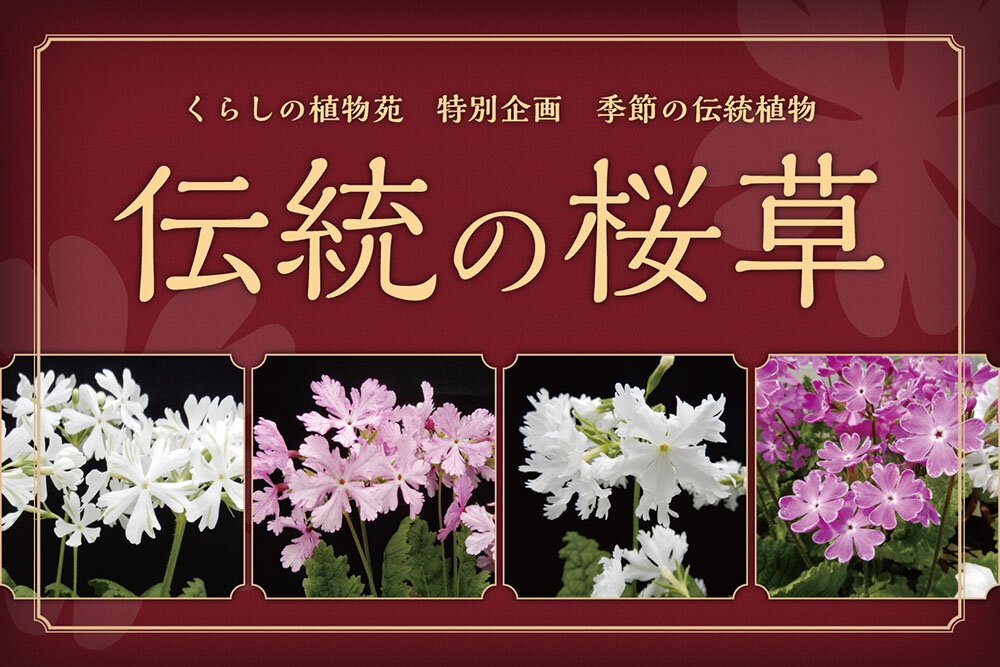 Traditional Primroses (2025)